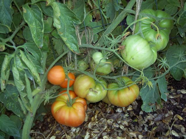 Photo Sharing and Video Hosting at Photobucket